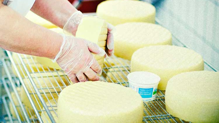 Hände in Einweghandschuhen drehen einen Laib Käse auf einem Drahtgestell neben weiteren Käse-Laiben und einer kleinen weißen Schale.