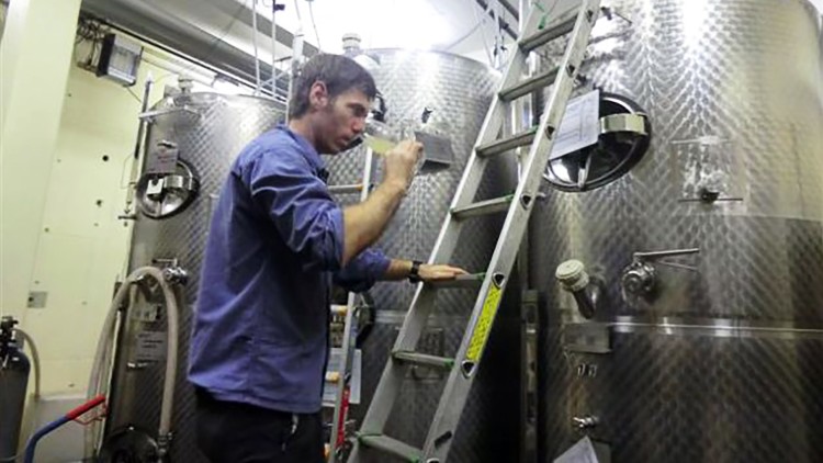 Eine Person in blauem Hemd steht vor silbernen Metalltanks und hält eine gelbe Flüssigkeit in einem Glas.