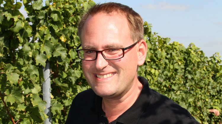 Person in schwarzem Poloshirt hält grüne Weintrauben in einem sonnigen Weinberg mit dichtem Laub.