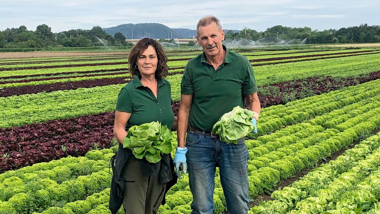 Zwei Personen in grüner Kleidung halten Salatköpfe auf einem großen Salatfeld mit verschiedenen grünen und roten Reihen.