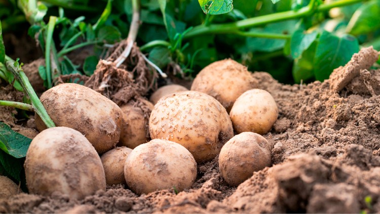 Frisch geerntete Kartoffeln liegen mit Erde bedeckt in der Erde, umgeben von grünen Kartoffelpflanzen.