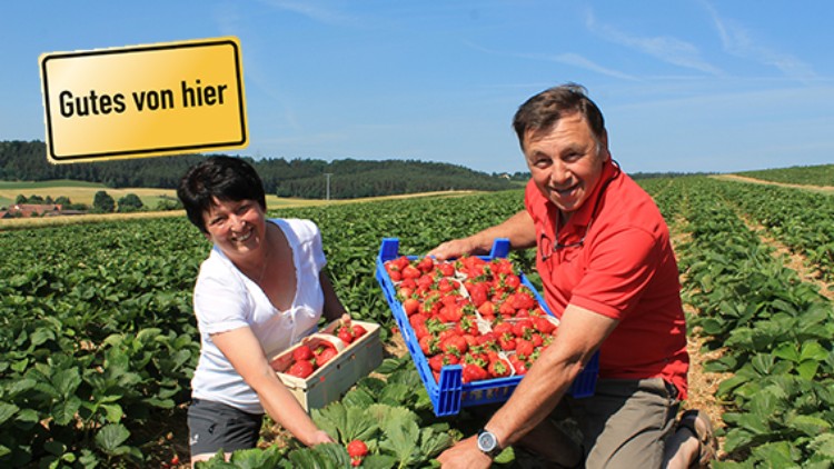 Zwei Personen halten Körbe mit frisch gepflückten Erdbeeren in einem Erdbeerfeld, daneben ein Schild mit der Aufschrift Gutes von hier.