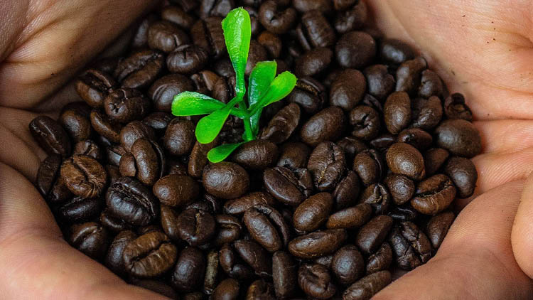 Eine grüne Pflanze wächst aus braunen Kaffeebohnen, die von zwei Händen gehalten werden.