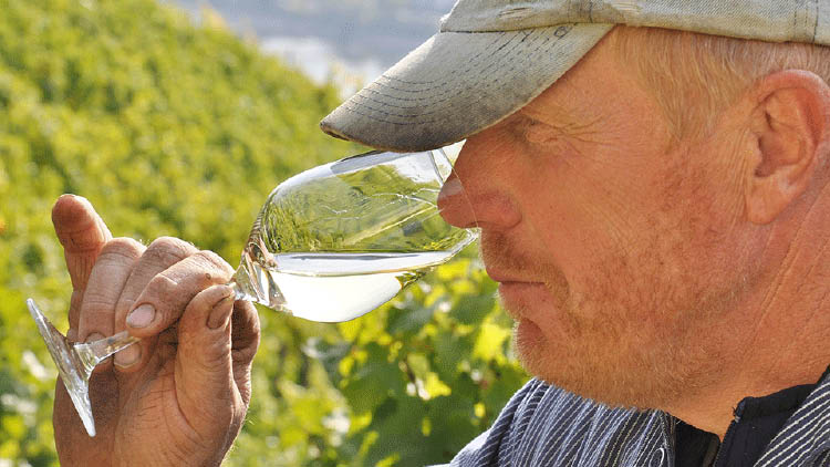 Eine Person hält ein Glas mit weißem Wein vor einem sonnigen Weinberg in der Hand.