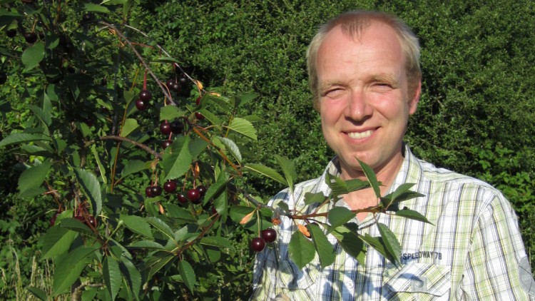 Ein Kirschbaum mit reifen, dunkelroten Kirschen und grünen Blättern vor einer Hecke.