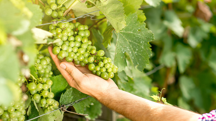 Eine Hand hält eine grüne Traube, die an einem Weinstock mit grünen Blättern wächst.