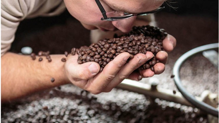 Eine Person hält geröstete Kaffeebohnen in beiden Händen und riecht daran, im Hintergrund weitere Bohnen.