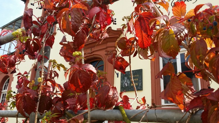 Rote Weinblätter mit kleinen, dunklen Beeren hängen vor einer beigen Hausfassade mit verziertem Eingang und Fenstern.