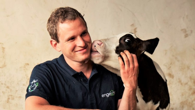 Person in dunkelblauem Poloshirt kniet auf Stroh, während ein schwarz-weißes Kalb den Kopf der Person abschleckt.