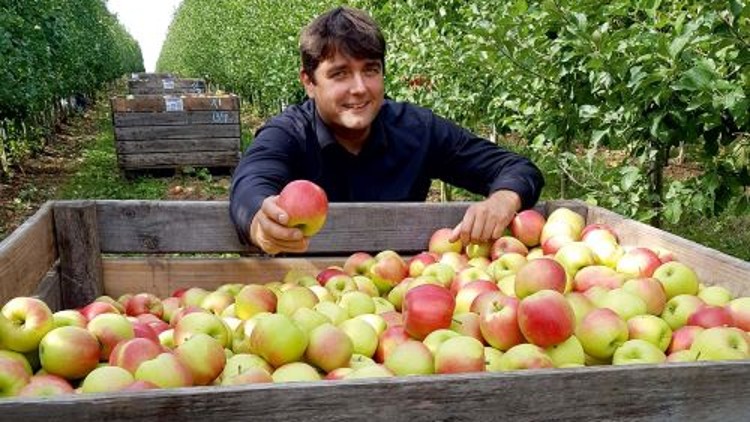 Eine Holzbox voller roter und grüner Äpfel mit der Aufschrift SACHSENOBST steht auf einer Obstplantage.